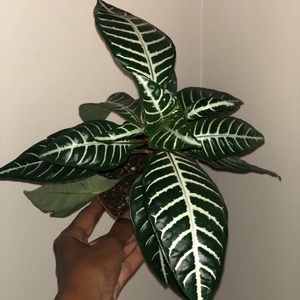 SOLD OUT. LIVE PLANT 🌱 ZEBRA PLANT